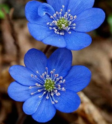 Team Members 14 Yeasmin Ruma Team Members